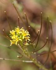 Fotografia da espécie Sisymbrium irio