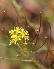 Sisymbrium irio