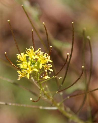 Fotografia de capa Sisymbrium irio - do Jardim Botânico