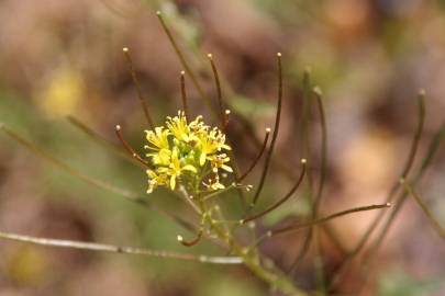 Fotografia da espécie Sisymbrium irio