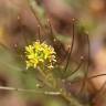 Fotografia 1 da espécie Sisymbrium irio do Jardim Botânico UTAD