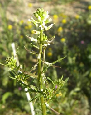 Fotografia 3 da espécie Sisymbrium irio no Jardim Botânico UTAD