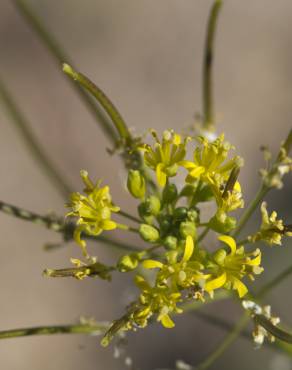 Fotografia 7 da espécie Sisymbrium irio no Jardim Botânico UTAD