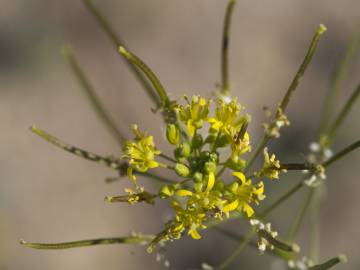 Fotografia da espécie Sisymbrium irio