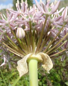 Fotografia 3 da espécie Allium cepa no Jardim Botânico UTAD