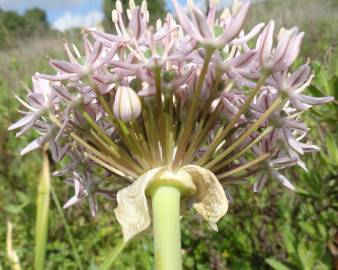 Fotografia da espécie Allium cepa