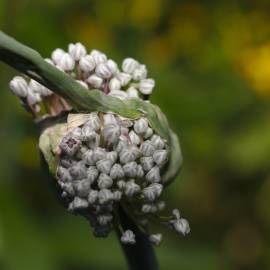 Fotografia da espécie Allium cepa