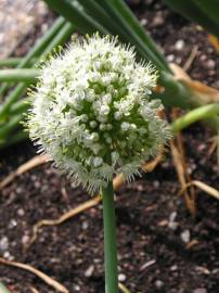 Fotografia da espécie Allium cepa