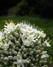 Fotografia da espécie Allium cepa