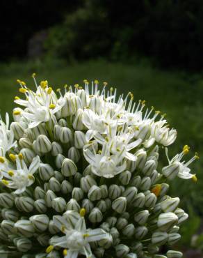 Fotografia 1 da espécie Allium cepa no Jardim Botânico UTAD