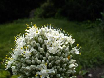 Fotografia da espécie Allium cepa
