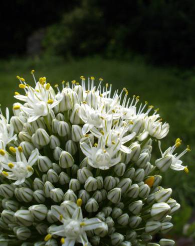 Fotografia de capa Allium cepa - do Jardim Botânico