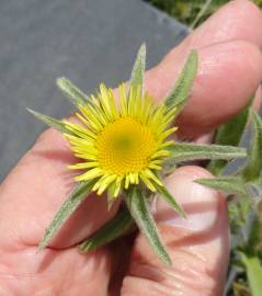 Fotografia da espécie Pallenis spinosa