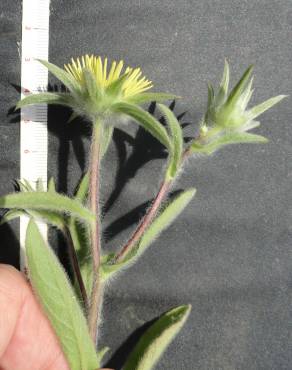 Fotografia 3 da espécie Pallenis spinosa no Jardim Botânico UTAD