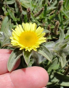 Fotografia 5 da espécie Pallenis spinosa no Jardim Botânico UTAD