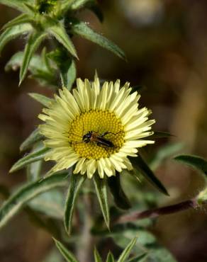 Fotografia 8 da espécie Pallenis spinosa no Jardim Botânico UTAD