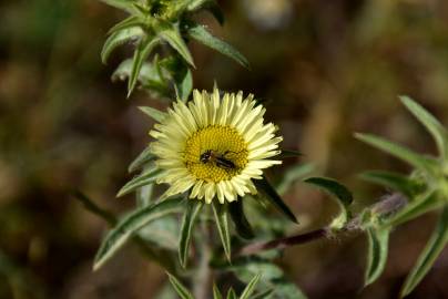 Fotografia da espécie Pallenis spinosa