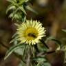 Fotografia 8 da espécie Pallenis spinosa do Jardim Botânico UTAD