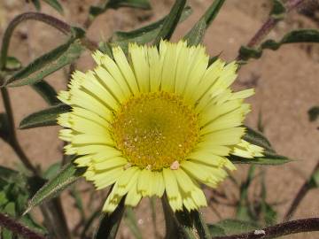 Fotografia da espécie Pallenis spinosa