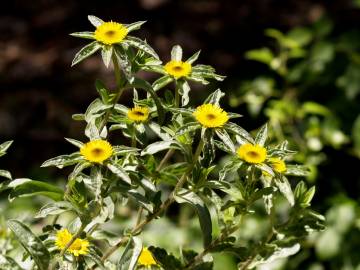 Fotografia da espécie Pallenis spinosa