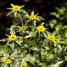 Fotografia 10 da espécie Pallenis spinosa do Jardim Botânico UTAD