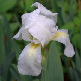 Fotografia da espécie Iris albicans