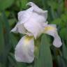 Fotografia 3 da espécie Iris albicans do Jardim Botânico UTAD
