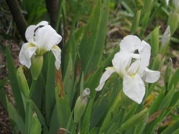 Fotografia da espécie Iris albicans