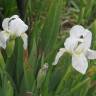 Fotografia 4 da espécie Iris albicans do Jardim Botânico UTAD