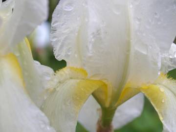 Fotografia da espécie Iris albicans