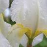 Fotografia 5 da espécie Iris albicans do Jardim Botânico UTAD