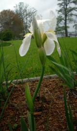 Fotografia da espécie Iris albicans