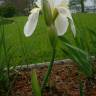 Fotografia 6 da espécie Iris albicans do Jardim Botânico UTAD