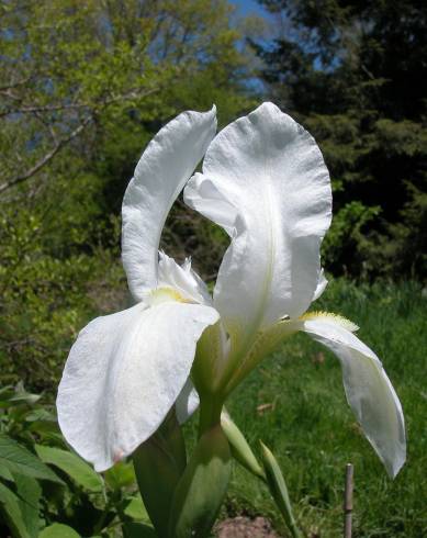 Fotografia de capa Iris albicans - do Jardim Botânico
