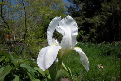 Fotografia da espécie Iris albicans