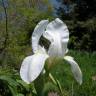 Fotografia 1 da espécie Iris albicans do Jardim Botânico UTAD