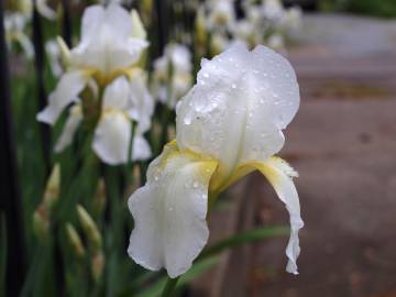 Fotografia da espécie Iris albicans