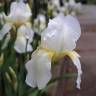 Fotografia 7 da espécie Iris albicans do Jardim Botânico UTAD