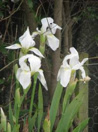 Fotografia da espécie Iris albicans