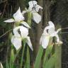 Fotografia 8 da espécie Iris albicans do Jardim Botânico UTAD