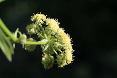 Fotografia da espécie Levisticum officinale