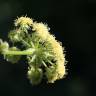 Fotografia 5 da espécie Levisticum officinale do Jardim Botânico UTAD