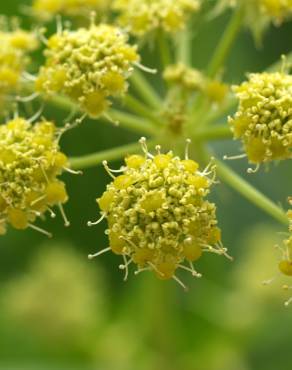 Fotografia 7 da espécie Levisticum officinale no Jardim Botânico UTAD