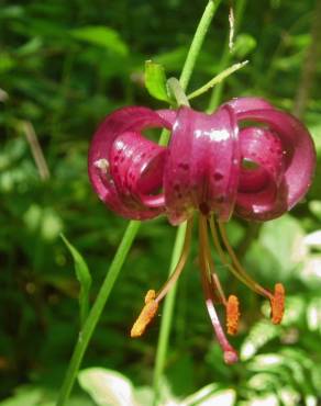 Fotografia 3 da espécie Lilium martagon no Jardim Botânico UTAD