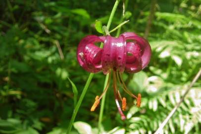 Fotografia da espécie Lilium martagon