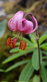 Fotografia da espécie Lilium martagon