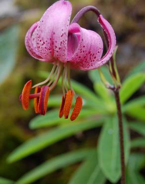 Fotografia 5 da espécie Lilium martagon no Jardim Botânico UTAD