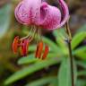 Fotografia 5 da espécie Lilium martagon do Jardim Botânico UTAD