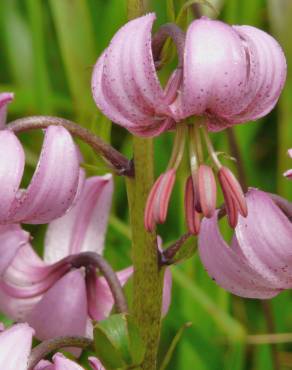 Fotografia 6 da espécie Lilium martagon no Jardim Botânico UTAD