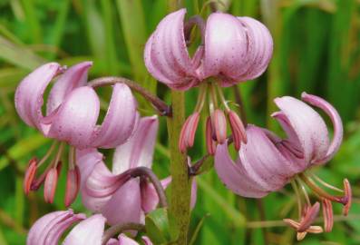 Fotografia da espécie Lilium martagon